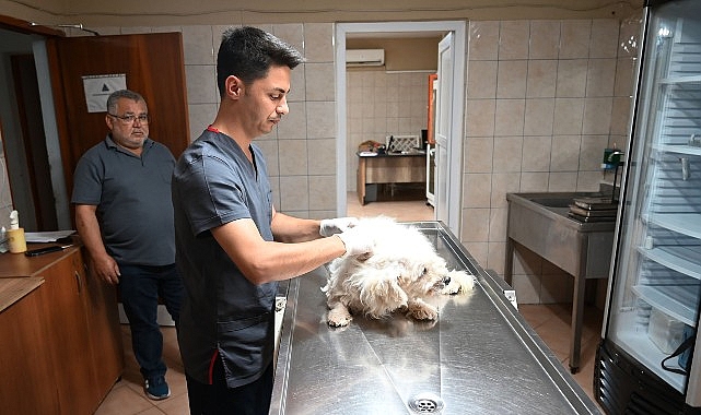 Kemer'de 149 Hayvana Kısırlaştırma ve Aşılama