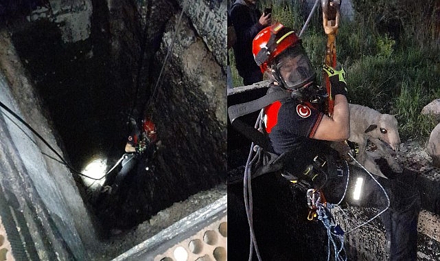 Kuyuya Düşen Kuzu İtfaiye Tarafından Kurtarıldı